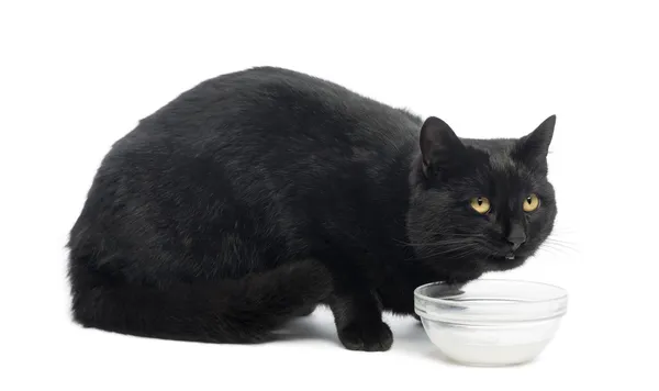 Black cat dinking milk, isolated on white — Stock Photo, Image