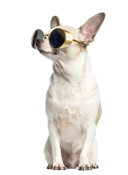 Chihuahua (2 years old) sitting, wearing sunglasses and looking — Stock Photo, Image