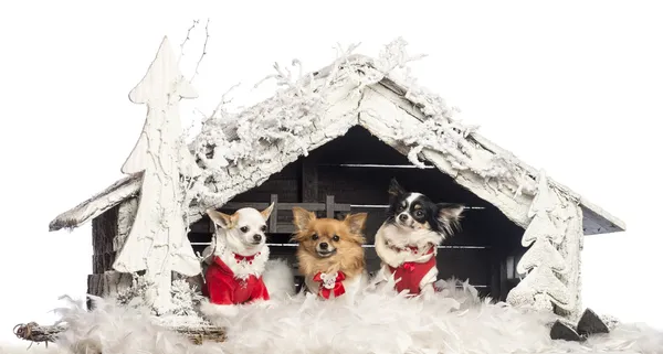 Chihuahuas sitting and wearing Christmas suit in front of Christmas nativity scene with Christmas tree and snow against white background — Stock Photo, Image