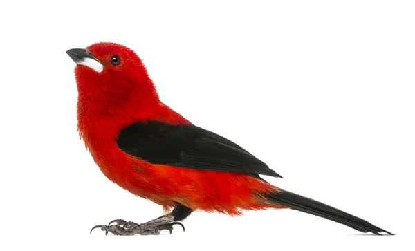 Brazilian Tanager - Ramphocelus bresilius - isolated on white — Stock Photo, Image