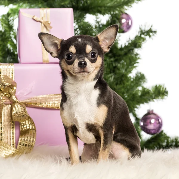 Chihuahua sentado na frente de decorações de Natal contra fundo branco — Fotografia de Stock