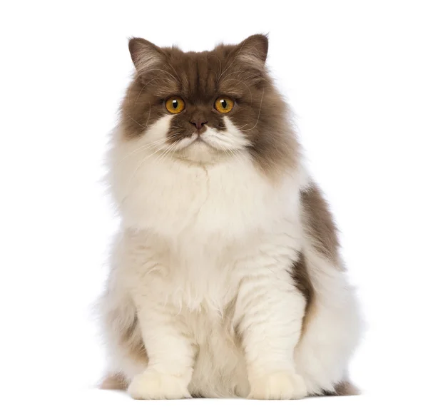 Britânico Longhair, 10 meses, sentado e olhando para a câmera na frente do fundo branco — Fotografia de Stock