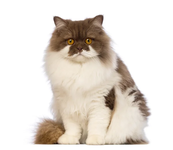 Britânico Longhair, 10 meses, sentado e olhando para a câmera na frente do fundo branco — Fotografia de Stock