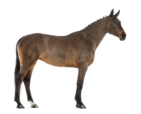 Side view of a Female Belgian Warmblood, BWP, 4 years old, with mane braided with buttons against white background — Stock Photo, Image