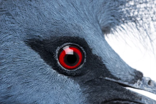 Close-up van victoria gekroond pigeon - goura victoria — Stockfoto