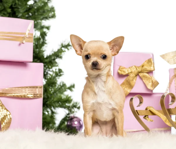 Chihuahua sentado na frente de decorações de Natal contra fundo branco — Fotografia de Stock