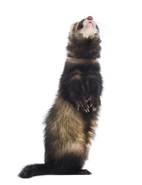 Ferret standing on hind legs and looking up, isolated on white — Stock Photo, Image