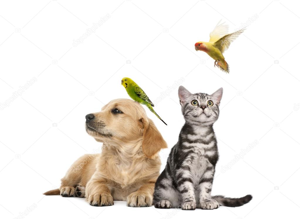 Golden retriever puppy lying with a Parakeet perched on its head