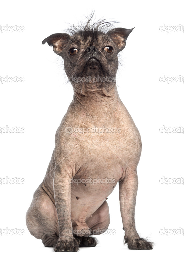 Hairless Mixed-breed dog, mix between a French bulldog and a Chinese crested dog, sitting and looking at the camera in front of white background