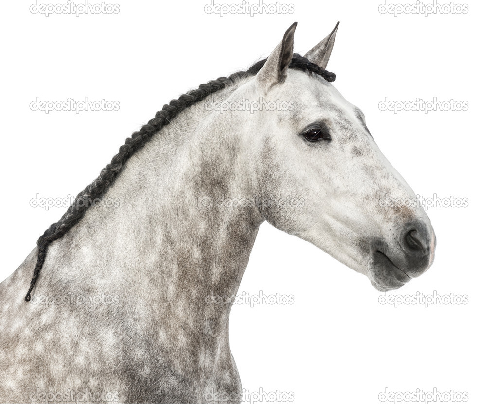 Close-up of an Andalusian head, 7 years old, also known as the Pure Spanish Horse or PRE against white background