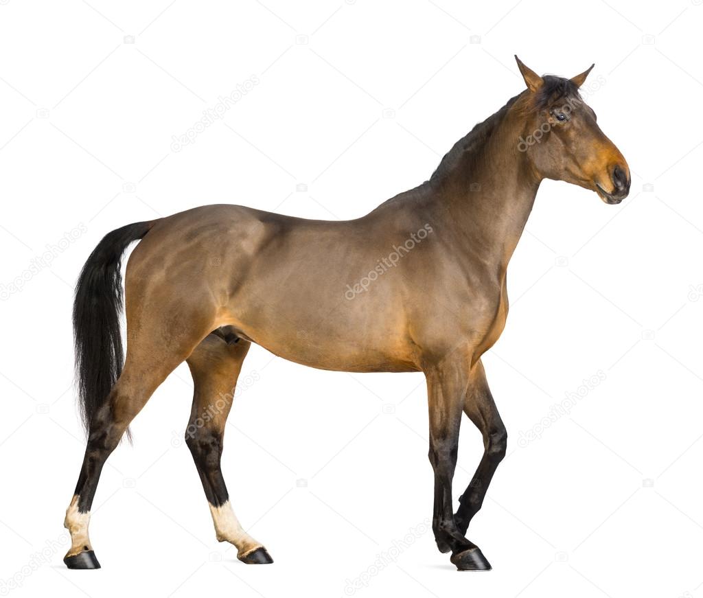 Side view of a Male Belgian Warmblood, BWP, 3 years old, against white background