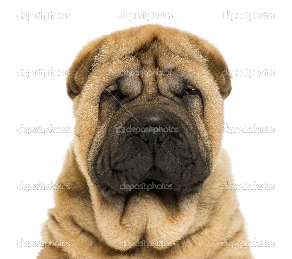Close-up on facing Sharpei puppy head (11 weaks old)