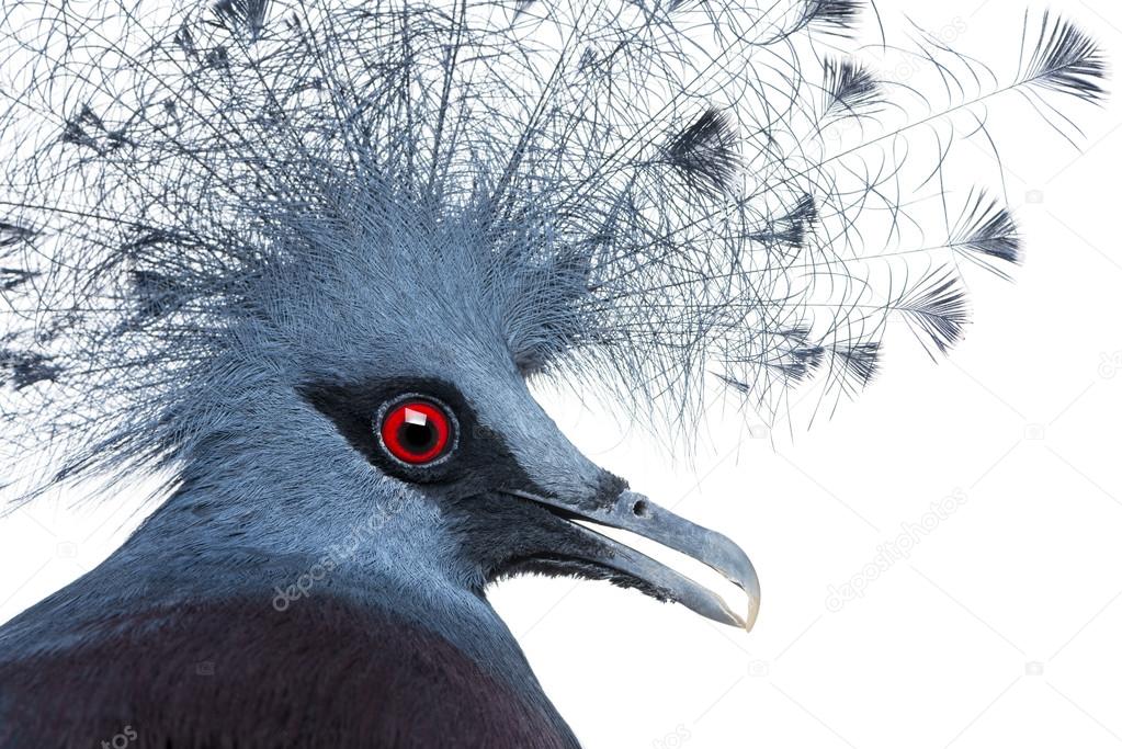 Head of Victoria Crowned Pigeon - Goura victoria
