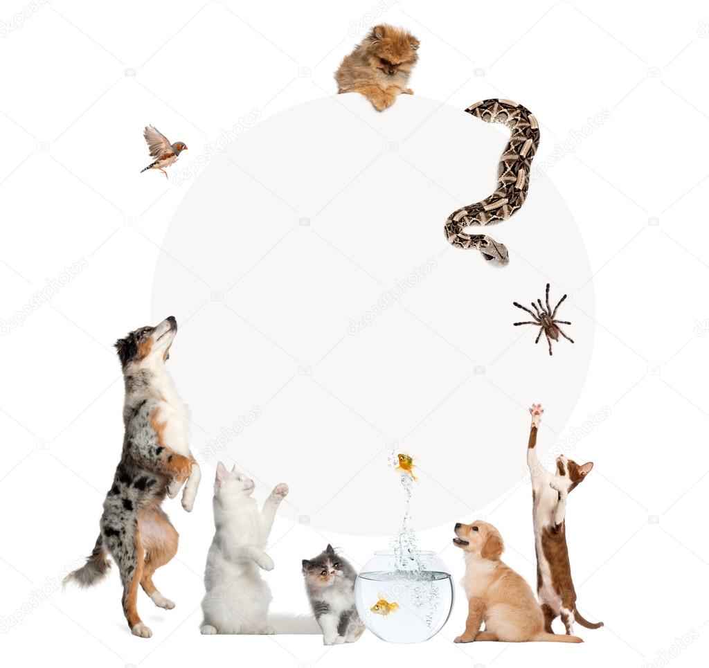 Group of pets surrounding a blank sign, isolated on white