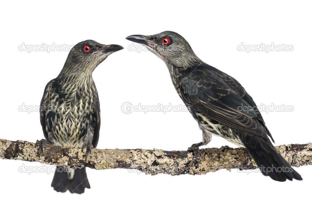 Two Juveniles Metallic Starling - Aplonis metallica - Isolated o