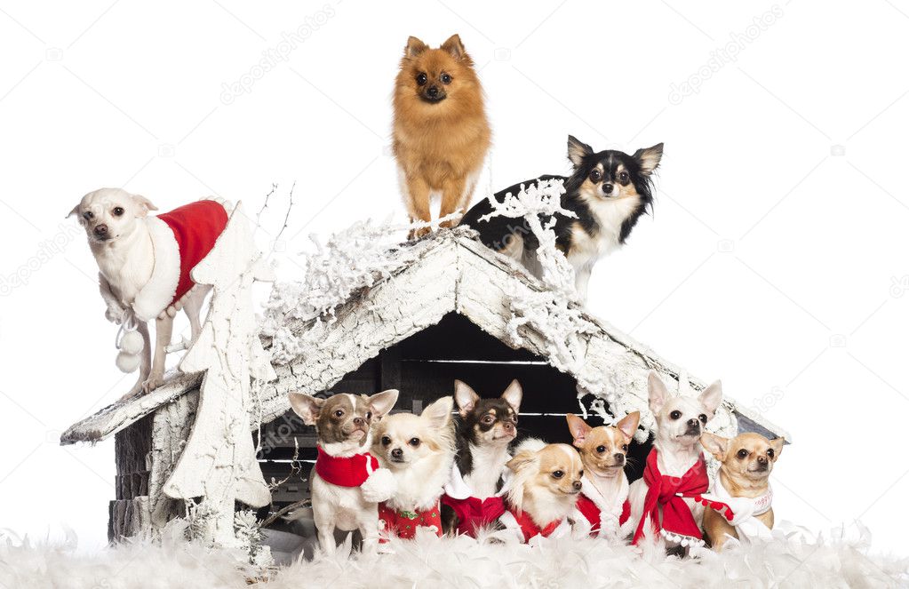 Group of Chihuahuas sitting and standing in front and on Christmas nativity scene with Christmas tree and snow against white background