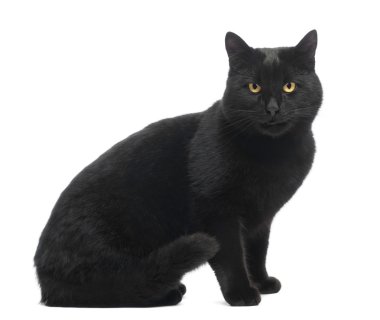 Kara kedi otururken, gülümseyerek ve kameraya bakarak o izole