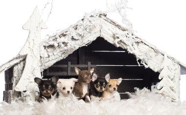 Chihuahua sitting in front of Christmas nativity scene with Christmas tree and snow against white background clipart