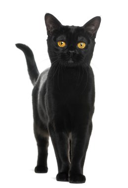 bombay kedi üzerinde beyaz izole kamera bakıyor