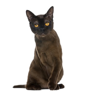 Bombay kedi oturan ve üzerinde beyaz izole kamera bakıyor