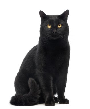 Kara kedi oturan ve üzerinde beyaz izole kamera bakıyor