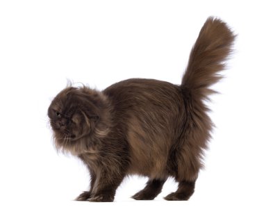 Yayla kat, 4,5 yaşında kendisi beyaz arka plan sallayarak