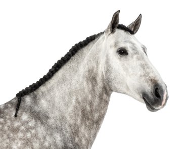 Bir Endülüs kafasının yakın çekimi, 7 yaşında, ayrıca saf İspanyol Atı olarak da bilinir ya da beyaz arka plana karşı PRE