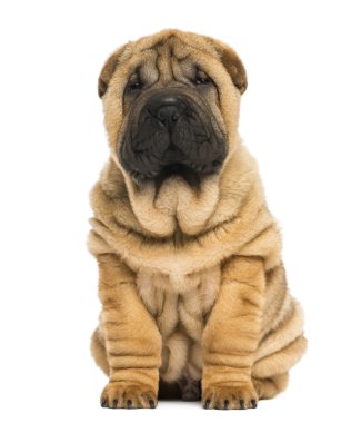 shar pei köpek oturuyor ve kameraya bakarak önden görünümü