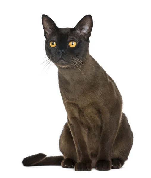 Bombay-Katze sitzend und aufblickend, isoliert auf weiß — Stockfoto