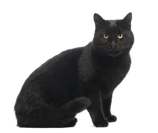 Černá kočka sedí, usmíval se a při pohledu na fotoaparát, izolované o — Stock fotografie
