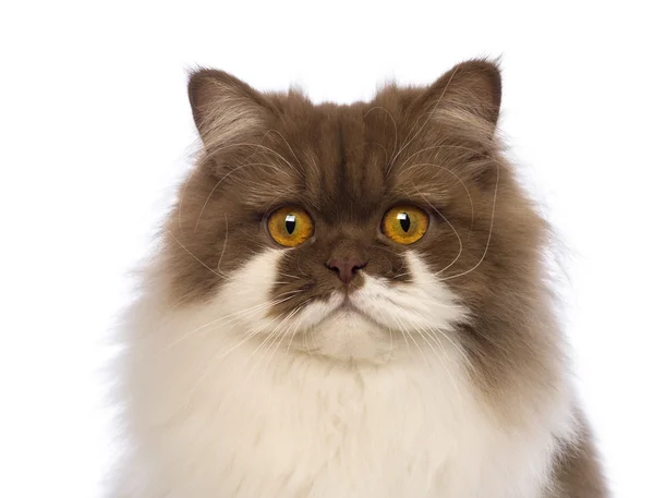 Close-up of a British Longhair, 10 months old, looking at the camera in front of white background — Stock Photo, Image