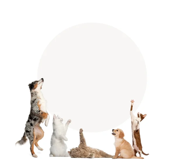 Gatos e cães na frente de um sinal em branco, isolados em branco — Fotografia de Stock