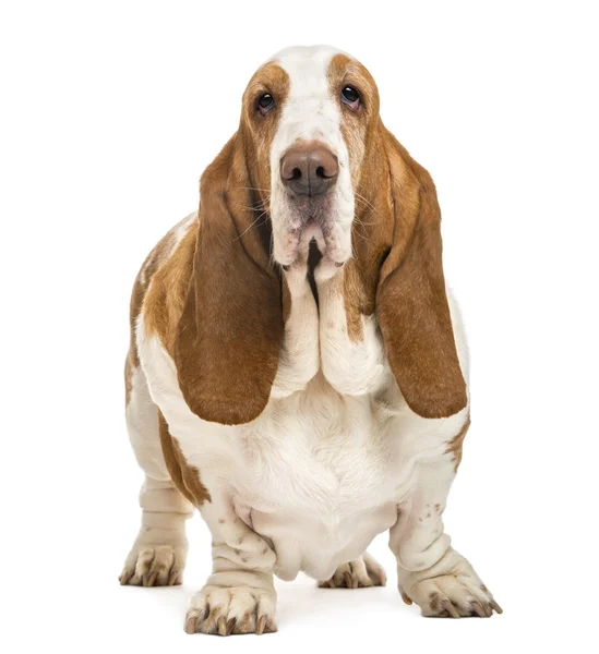 Basset Hound de pé e olhando para a câmera, isolado no whi — Fotografia de Stock