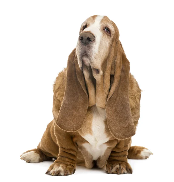 Alter Basset-Hund sitzend und aufblickend, isoliert auf weiß — Stockfoto