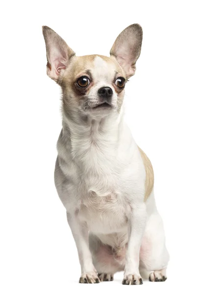 Chihuahua (2 años) sentado y mirando hacia otro lado, aislado en — Foto de Stock