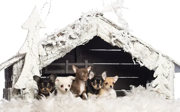 Chihuahua sitting in front of Christmas nativity scene with Christmas tree and snow against white background — стокове фото