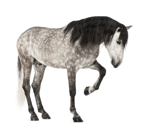 Andaluzyjskim podnoszenie przedniej nogi, 7 lat, znany również jako czysty koń hiszpański lub przed białym tle — Zdjęcie stockowe