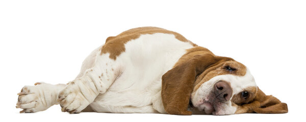 Basset Hound lying, isolated on white