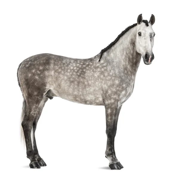 Andalusian, 7 years old, also known as the Pure Spanish Horse or PRE against white background — Stock Photo, Image