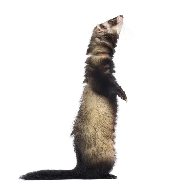 Furet debout sur les pattes postérieures et levant les yeux, isolé sur blanc — Photo