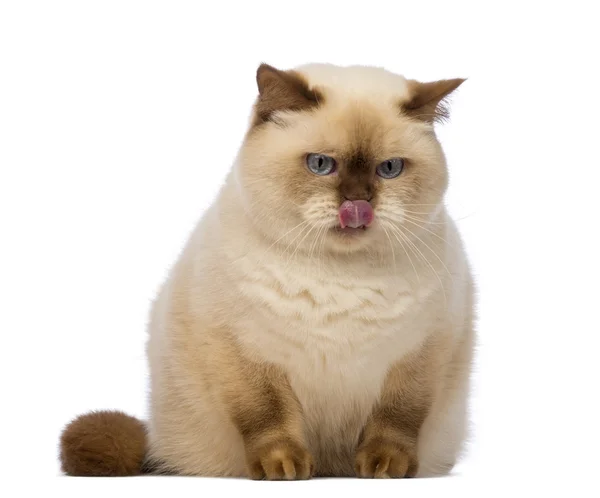 Fat British Shorthair, 2.5 years old, sitting, looking down with envy and licking in front of white background — Stock Photo, Image