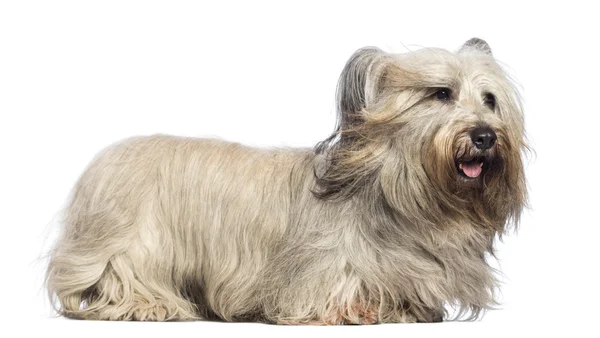 Skye Terrier con vento a la faccia contro sfondo bianco — Foto Stock