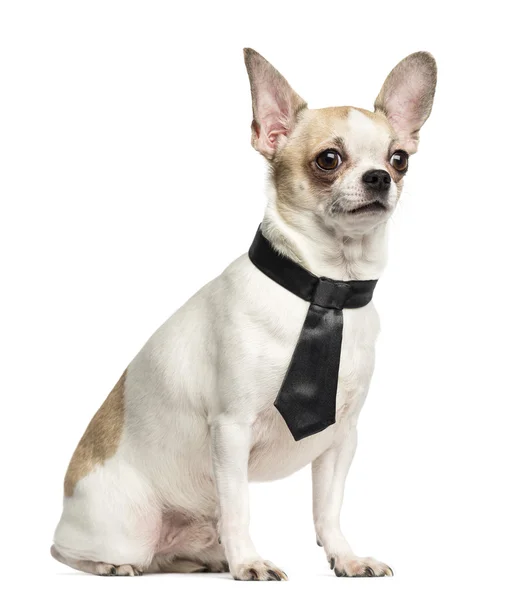 Chihuahua (2 años) sentado y con corbata, aislado en w —  Fotos de Stock