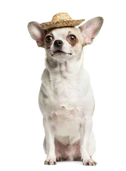 Chihuahua (2 jaar oud) zitten en het dragen van een stro hoed, isoleren — Stockfoto