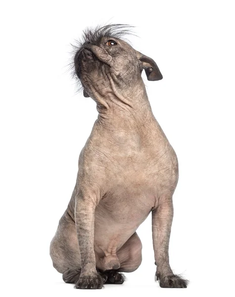 Perro de raza mixta sin pelo, mezcla entre un bulldog francés y un perro de cresta chino, sentado y mirando hacia arriba en frente de fondo blanco — Foto de Stock