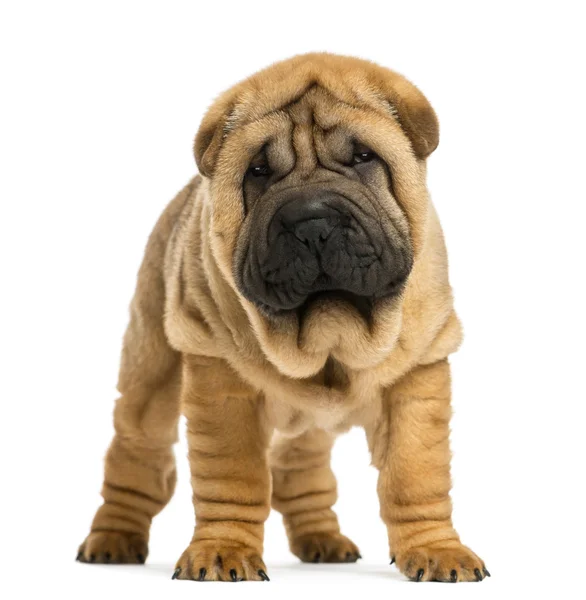 Framifrån av Shar pei valp (11 veckor gammal) isolerad på vit — Stockfoto