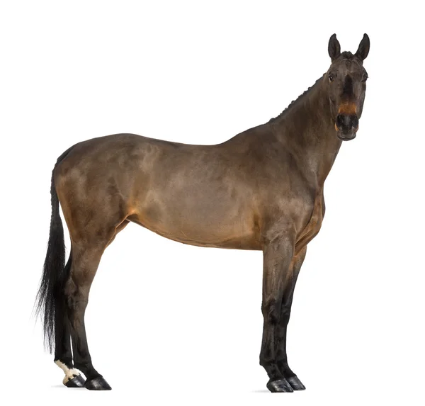 Weibliches belgisches Warmblut, bwp, 4 Jahre alt, mit Mähne mit Knöpfen geflochten, Blick in die Kamera vor weißem Hintergrund — Stockfoto