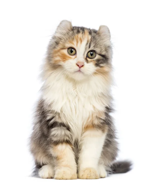 American Curl gatito, 3 meses de edad, sentado y mirando a la cámara delante de fondo blanco —  Fotos de Stock