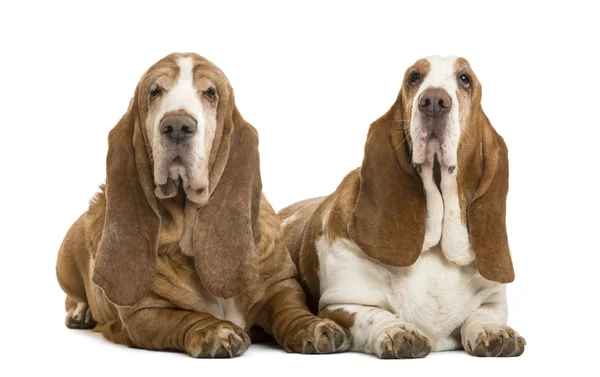 Twee basset hounds liegen, geïsoleerd op wit — Stockfoto