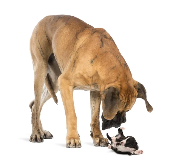 Great dane kijken naar een puppy van de bearded collie kantelen, isola — Stockfoto